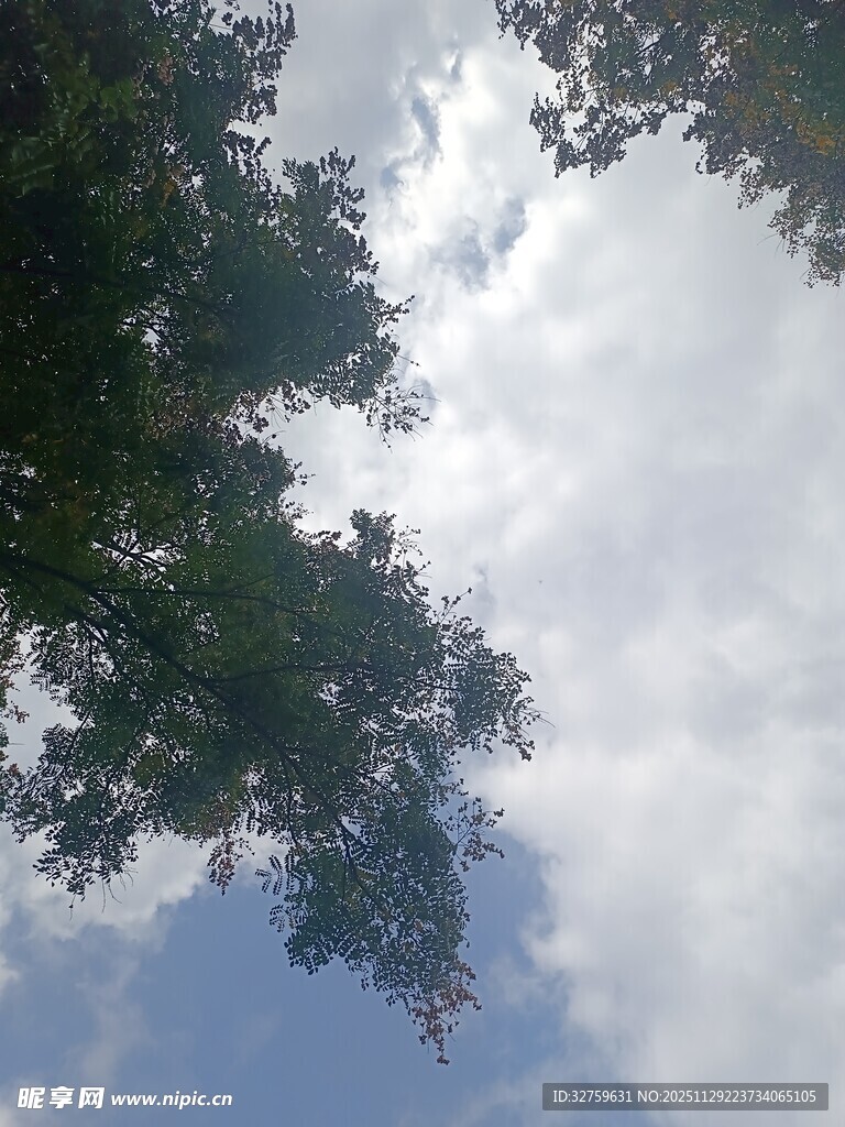 仰视天空的繁茂绿树