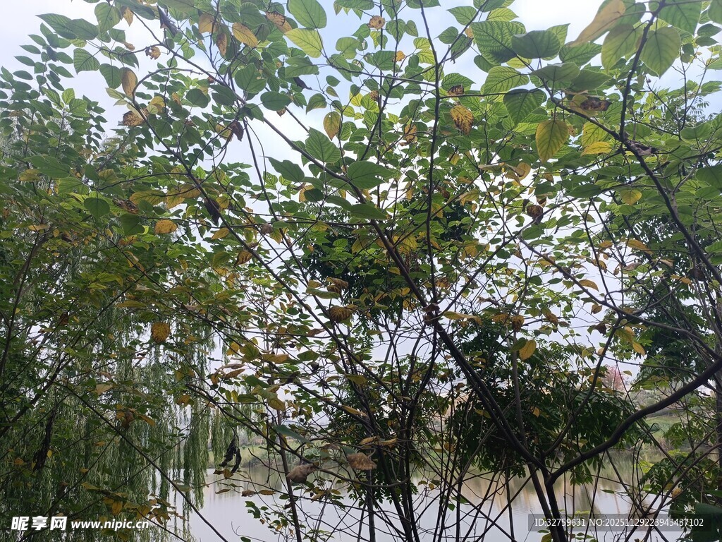 茂密树林中的繁茂枝叶