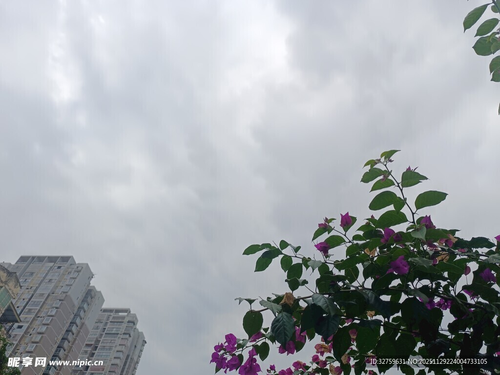 高楼旁绽放的繁花