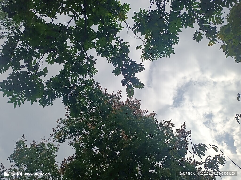 仰视树冠与天空景象