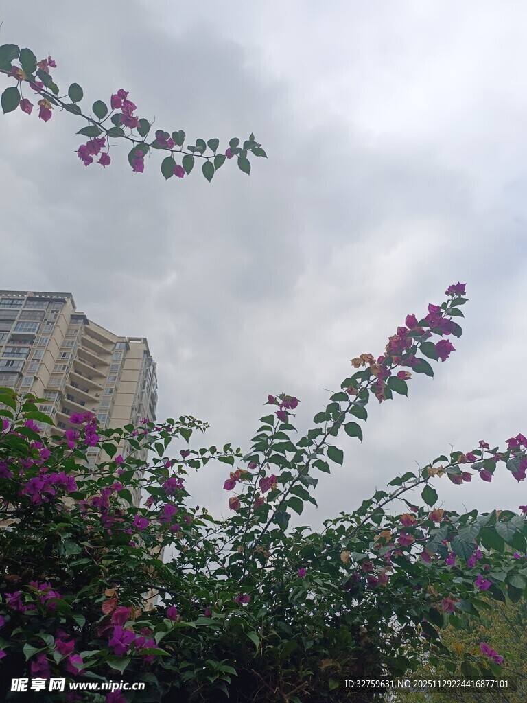 繁花绿树间的城市景致