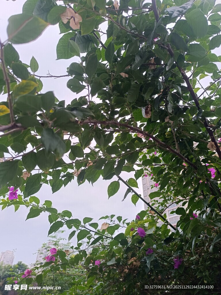 绿叶间绽放的娇艳花朵