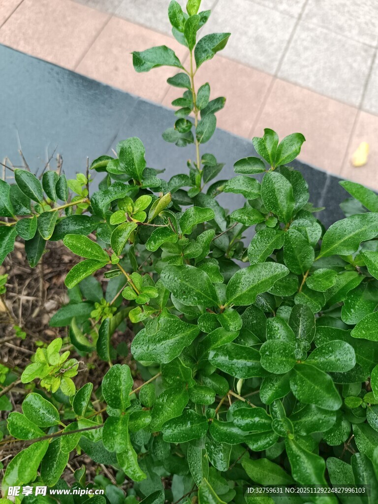 翠绿繁茂的绿植景观