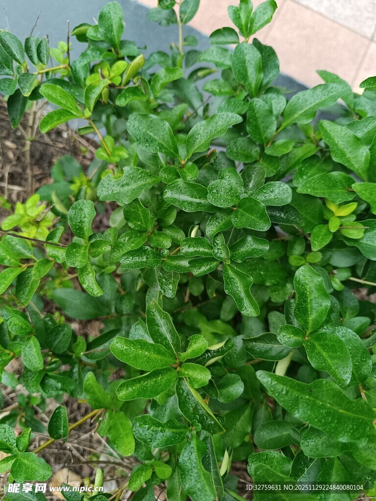 翠绿繁茂的绿植景观