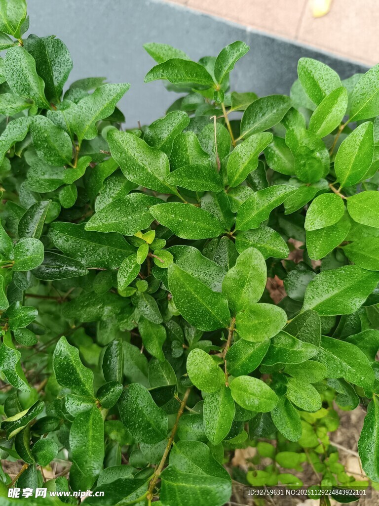 翠绿繁茂的绿植景观