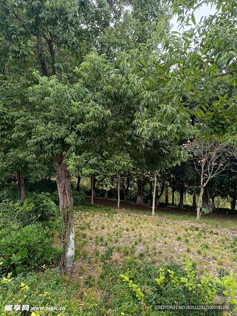 林间绿意盎然的自然景致