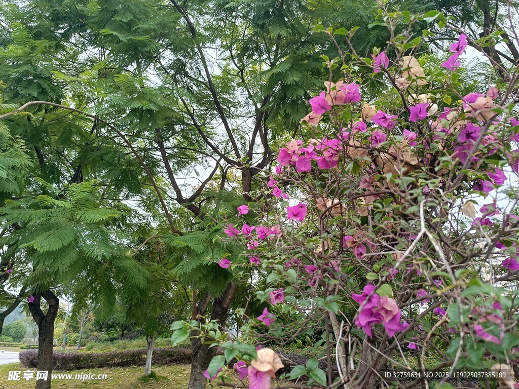 繁花盛开的绿树景观