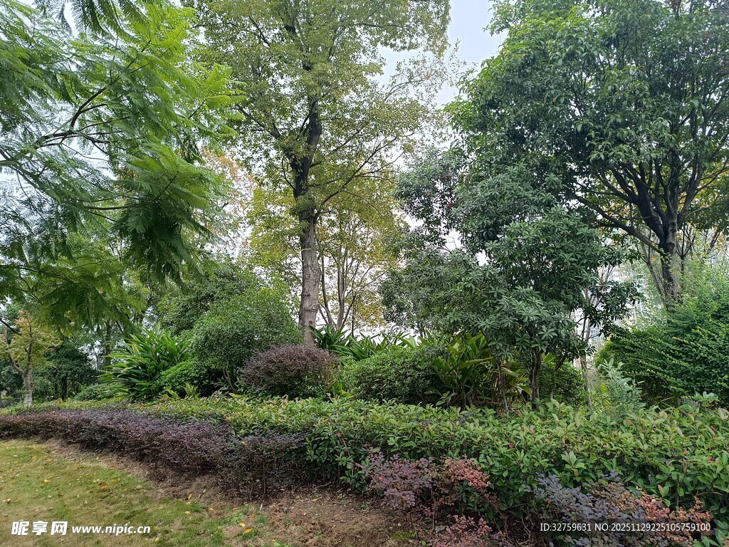 绿意盎然的林间景致