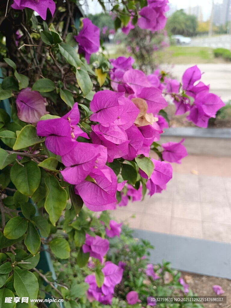 绽放的紫色三角梅