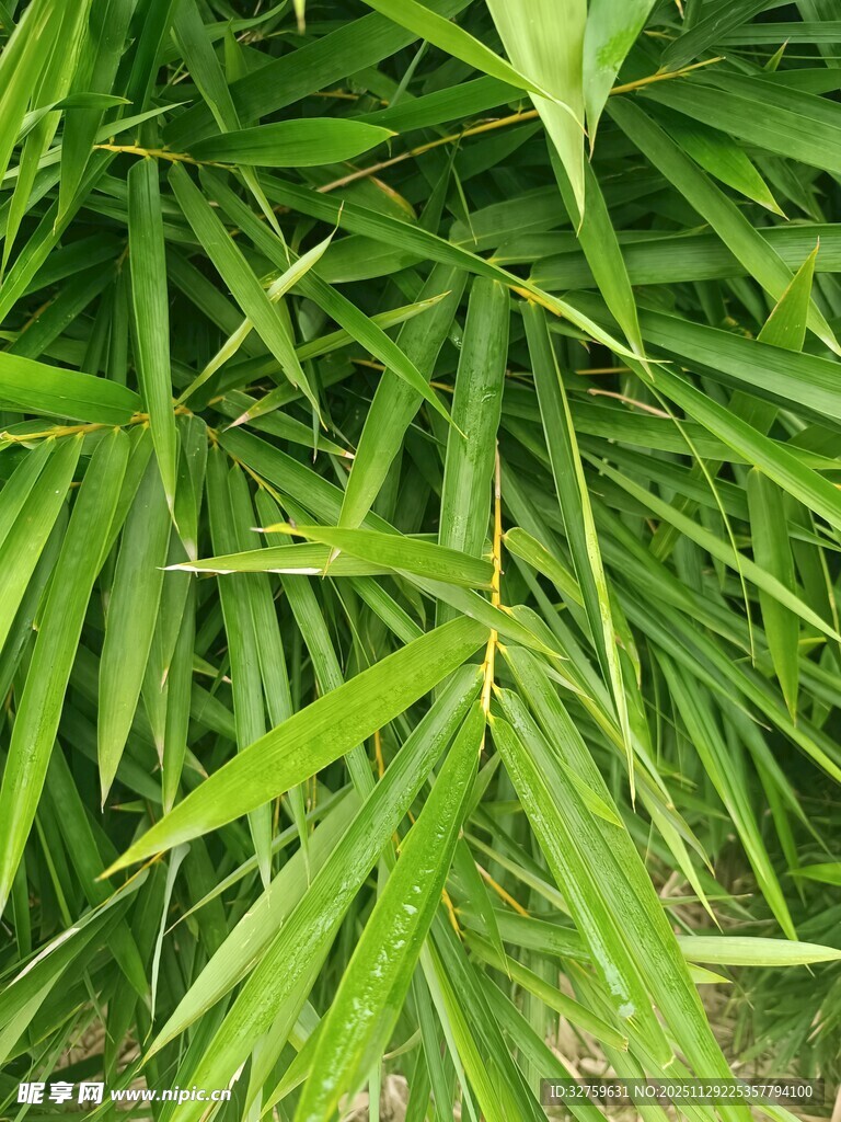 翠绿竹叶特写