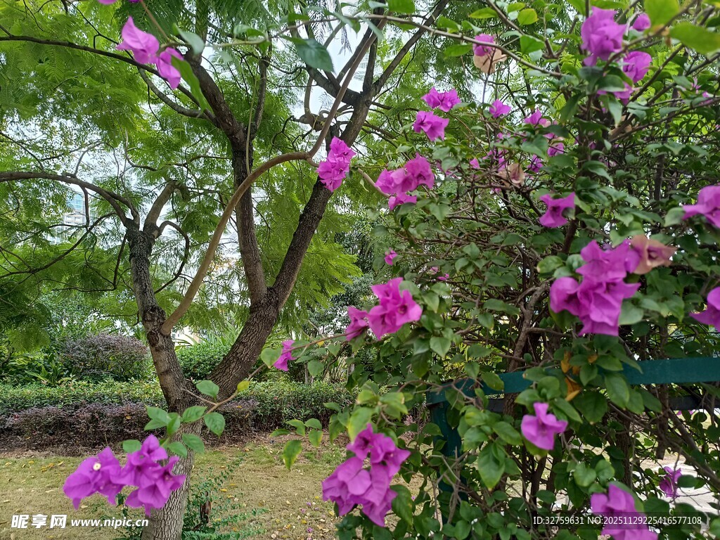 盛开的紫色繁花