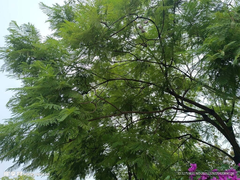 翠绿树木与紫色花卉