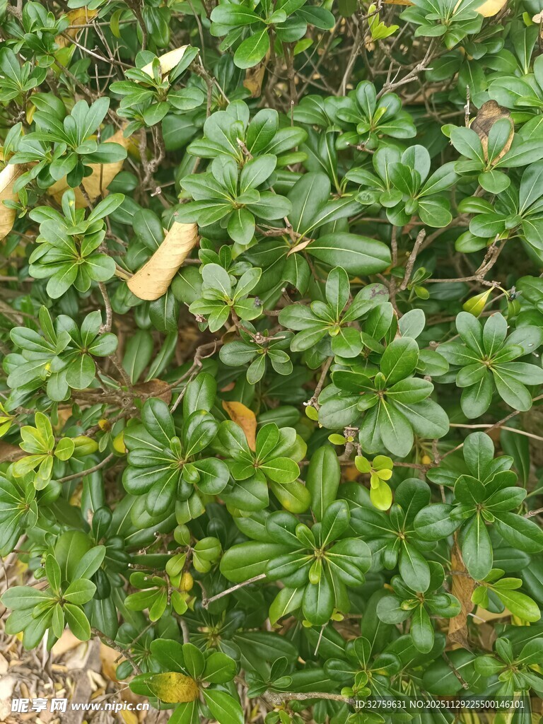 绿叶繁茂的植物景观
