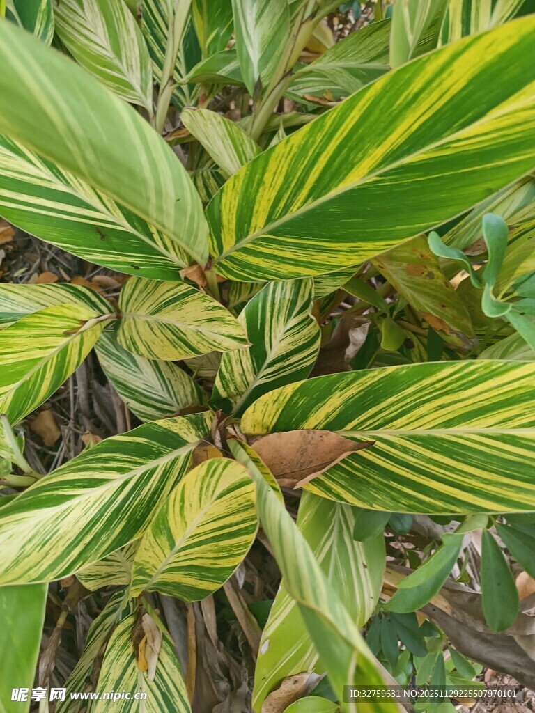 斑斓条纹叶片植物特写