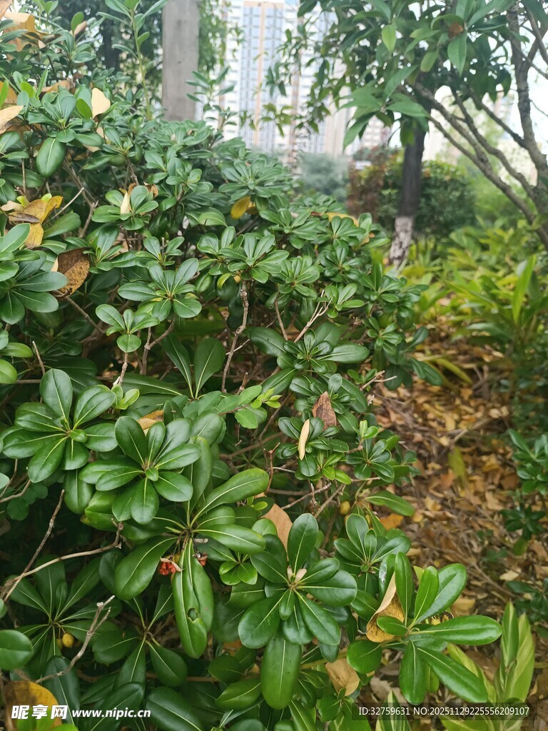 绿意盎然的灌木丛林