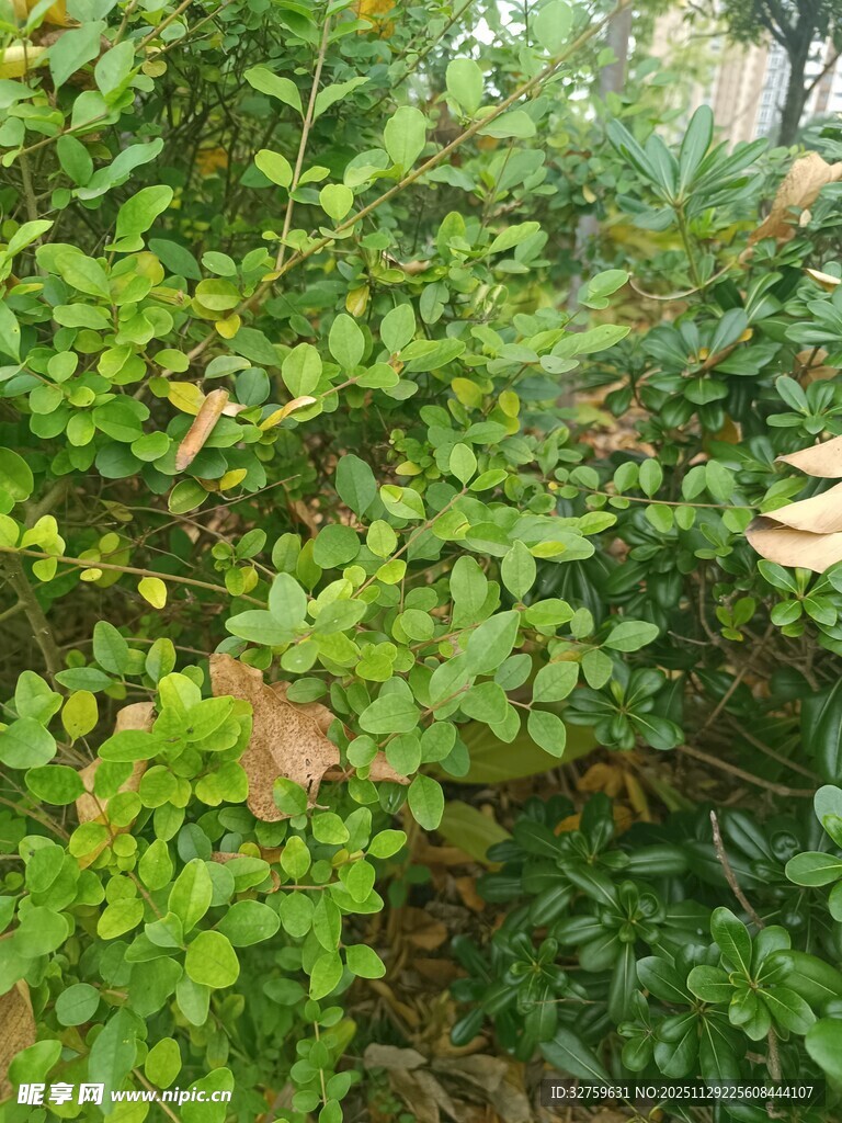 翠绿繁茂的植物景观