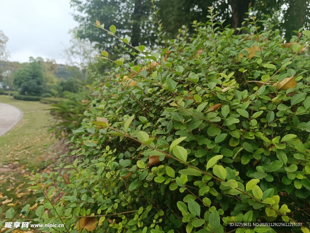 路边繁茂绿植景观