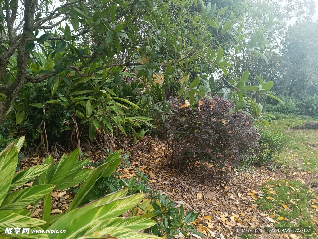 林间绿植景观