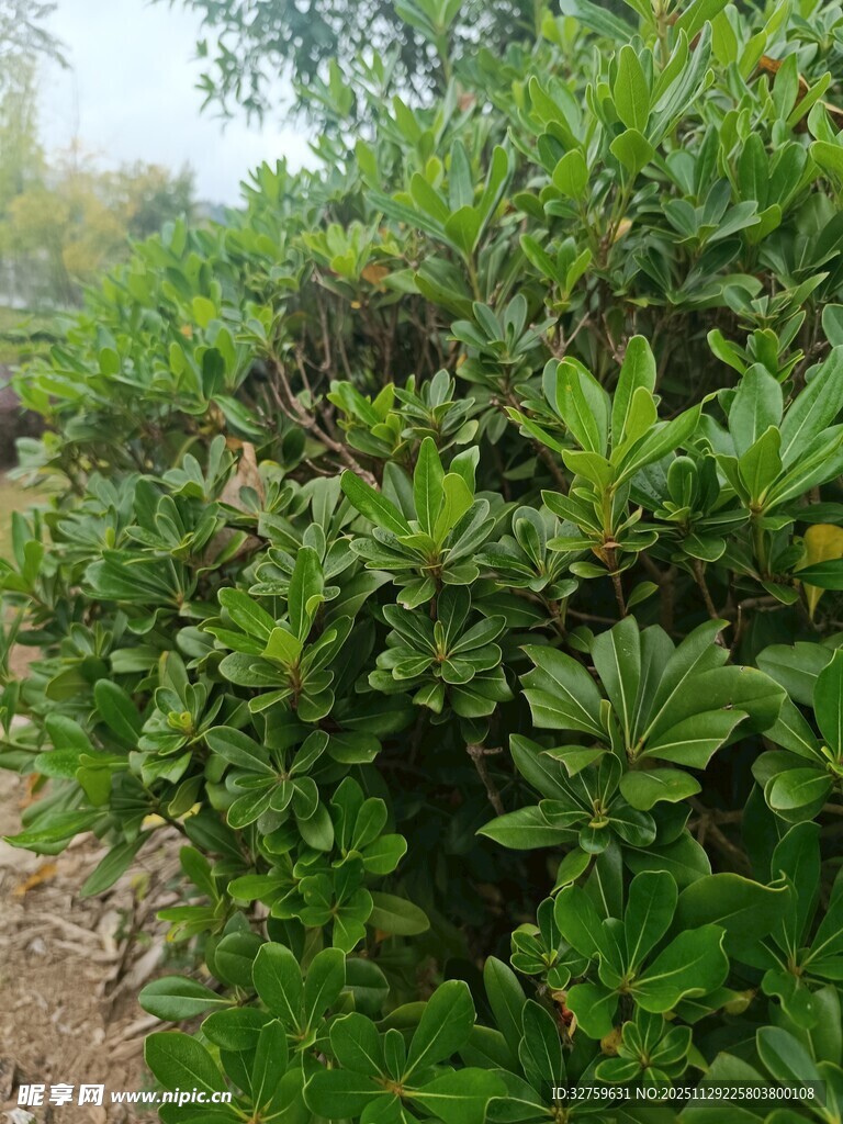 绿叶繁茂的灌木丛