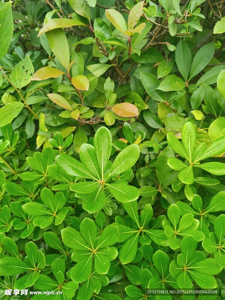 翠绿繁茂的多样植物