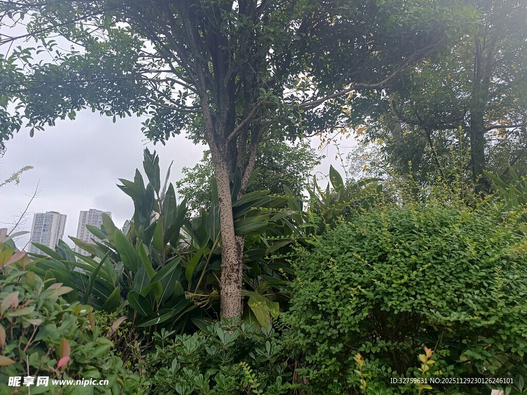 绿意盎然的户外植物景观