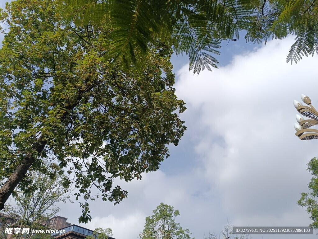 仰视绿树蓝天白云美景