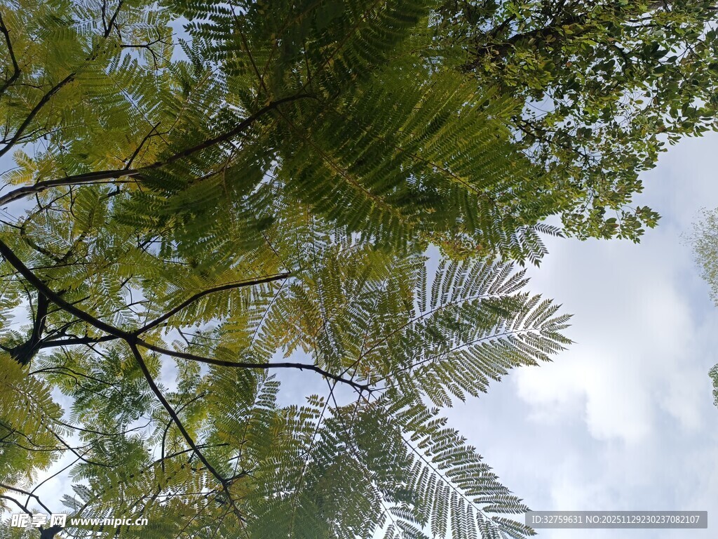 仰视翠绿枝叶与天空