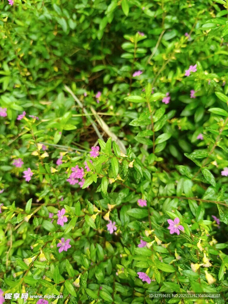 绿叶丛中的紫色小花