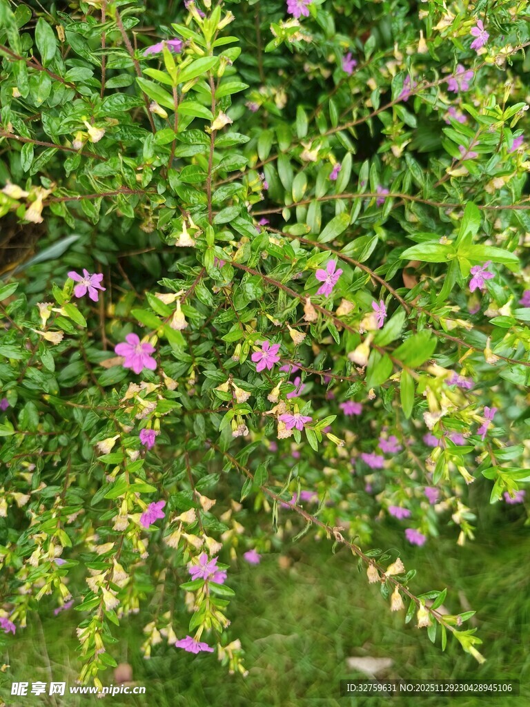 绿叶间绽放的紫色小花