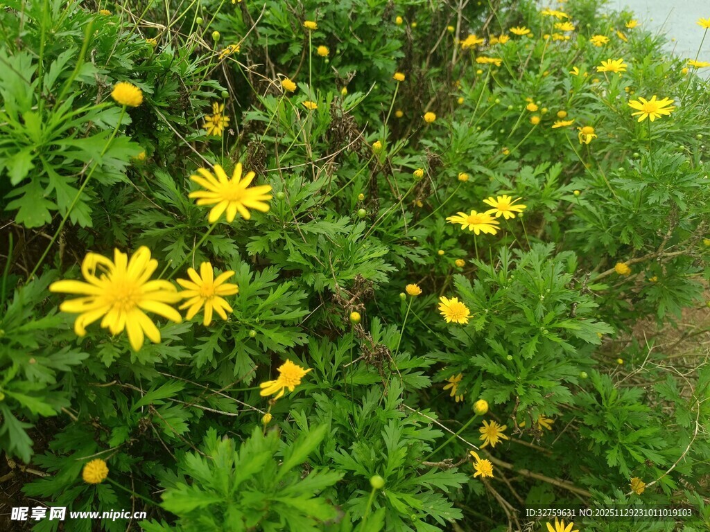 黄色小花绽放于绿叶间