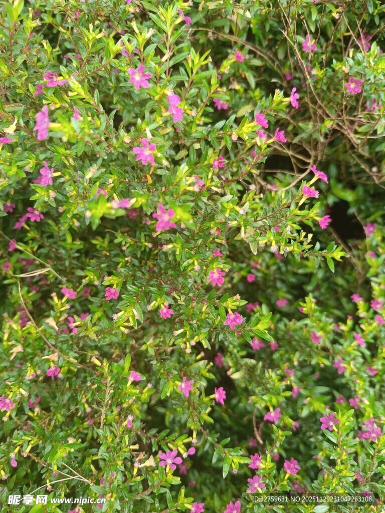 繁茂花丛中的粉色小花