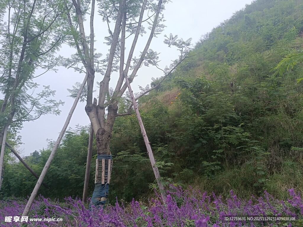 山间紫花与扶植树景