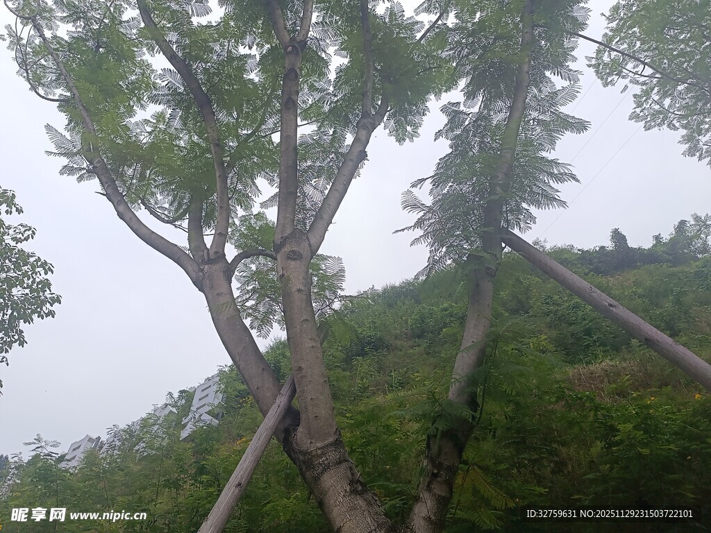 山间树木支撑场景