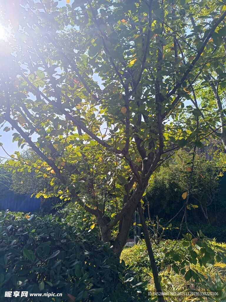 阳光照耀下的繁茂树林