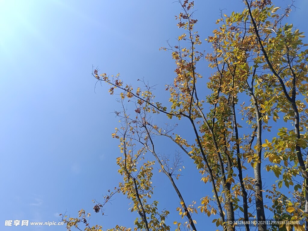 蓝天映衬下的金黄树叶