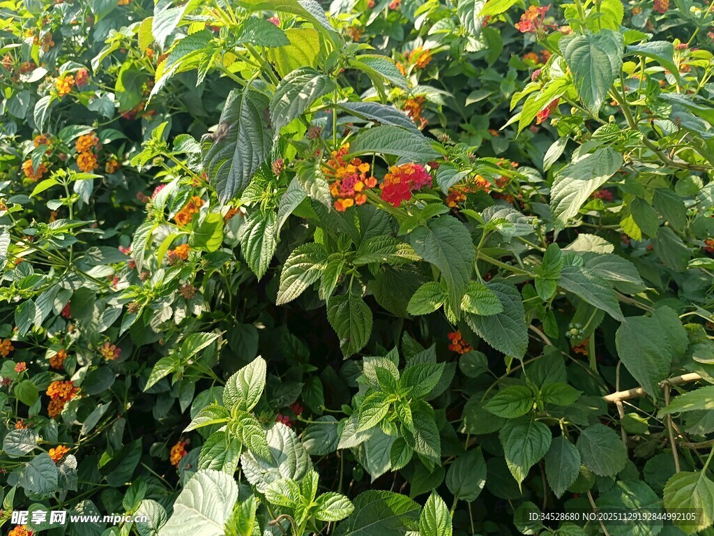 绿叶间的鲜艳红色小花