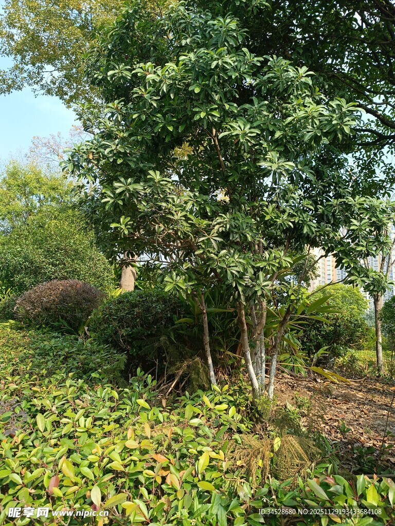 绿意盎然的户外植物景观