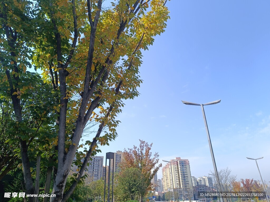 秋日城市街道树木景观