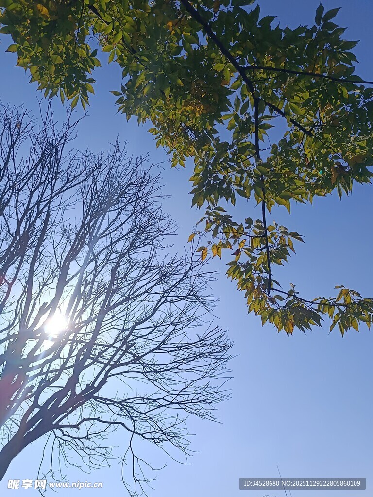 阳光下的树木与蓝天