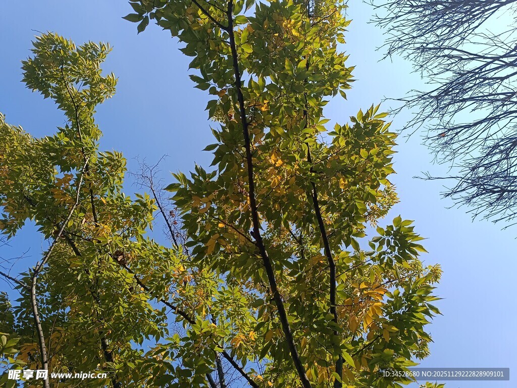 秋日树梢与蓝天相映