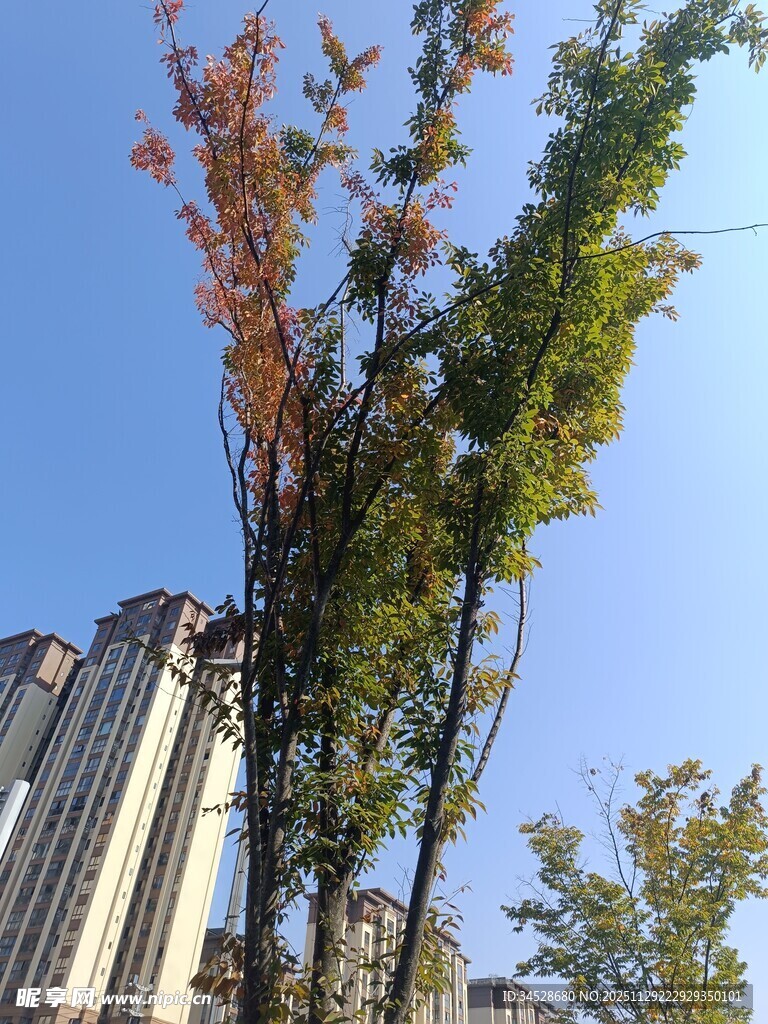 秋日城市中挺拔的树木