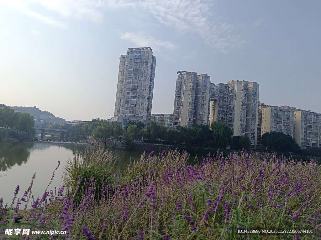 河畔高楼旁的烂漫紫色花丛