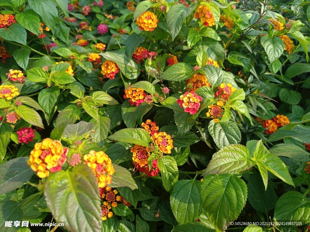 多彩马缨丹绽放美景