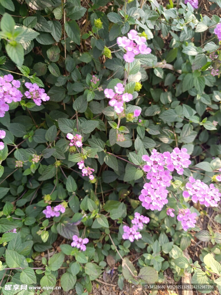 绽放的紫色花卉