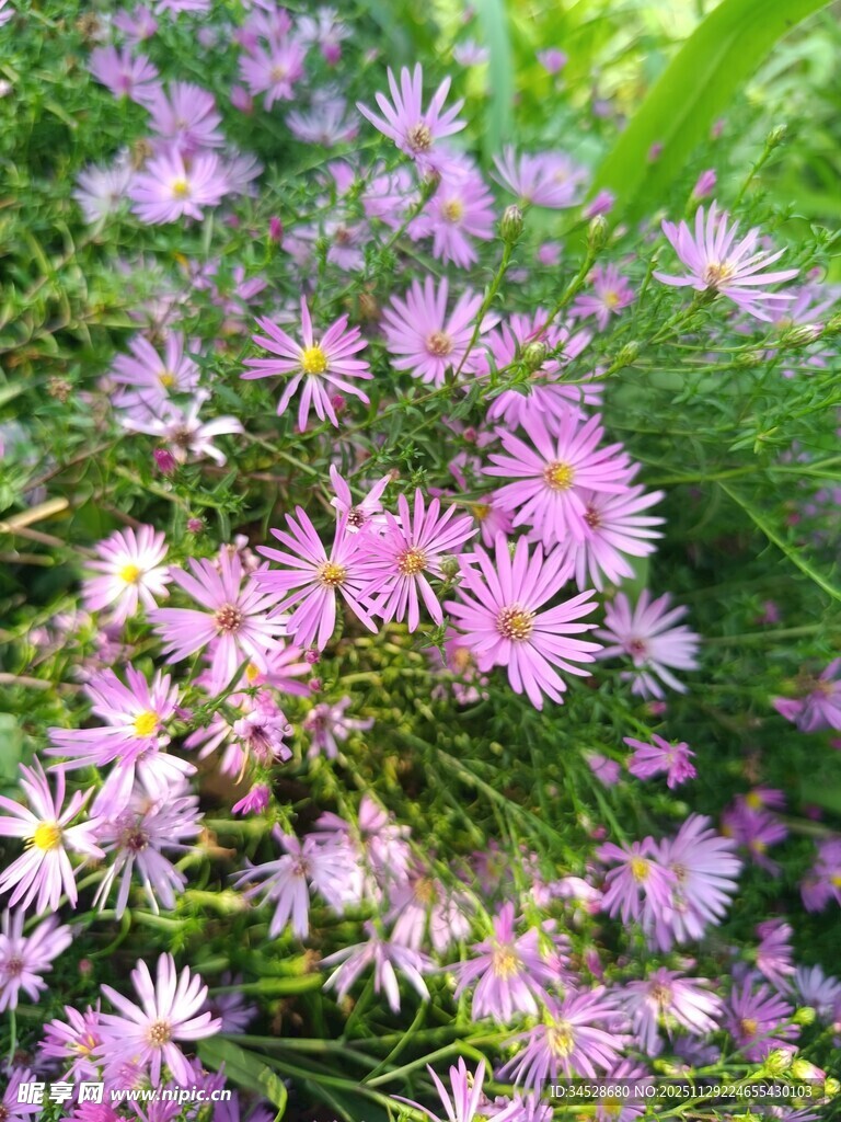 烂漫粉色小花绽放草丛