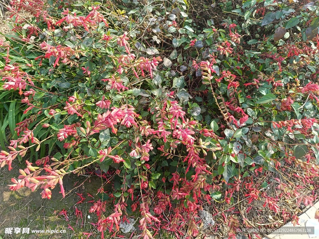 盛开的红色花卉植物
