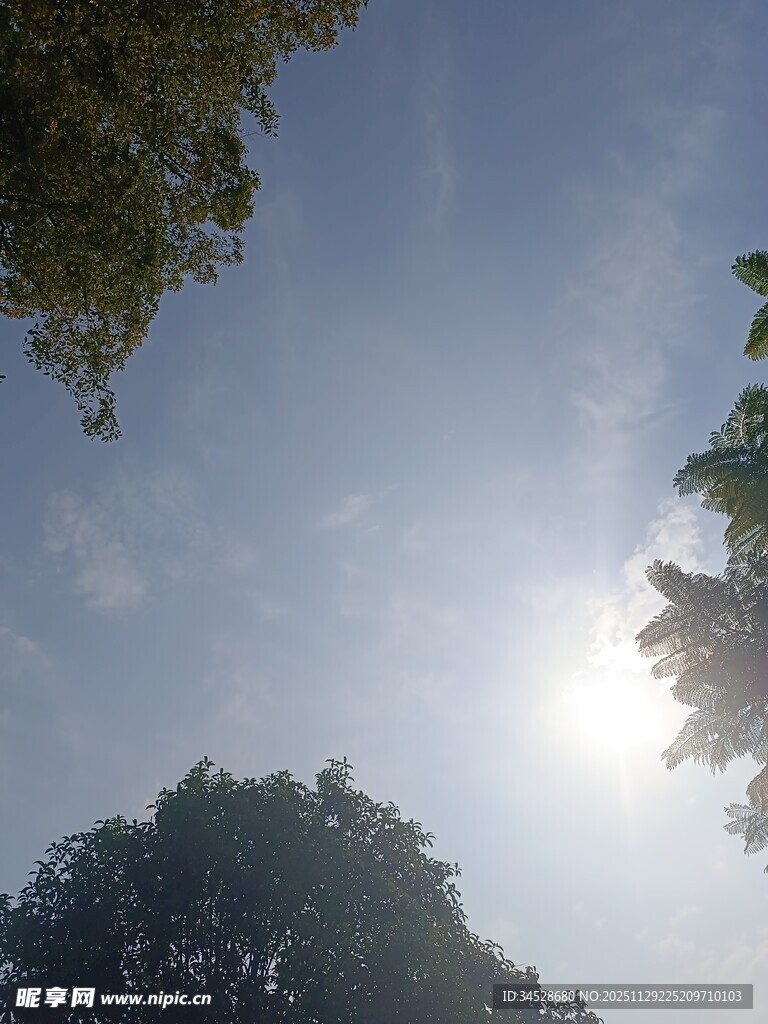 阳光下的树冠与蓝天
