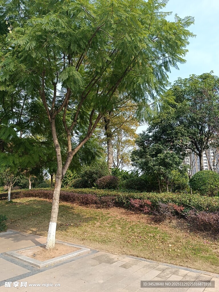 路边绿树与周边景观