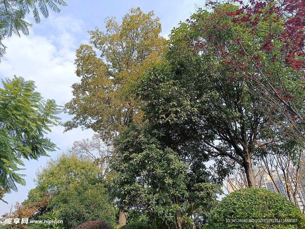 秋日繁茂树林景观