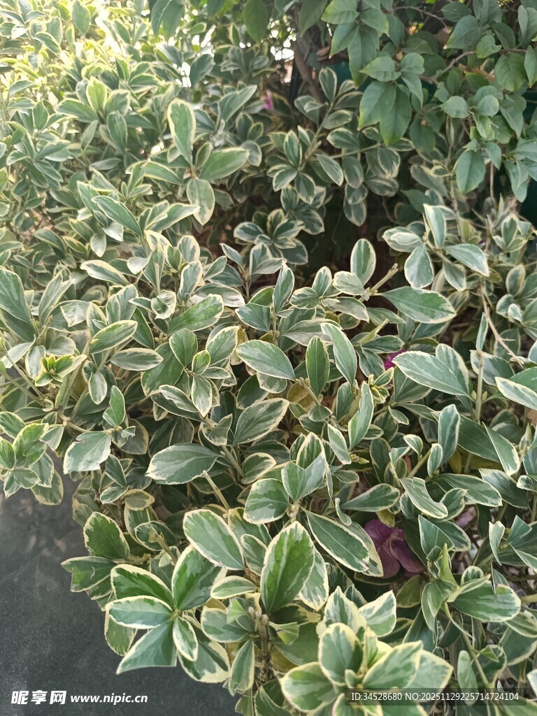 多彩斑纹植物特写